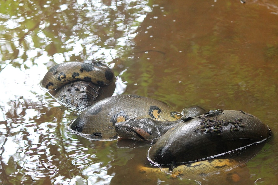 Snakes in the Amazon