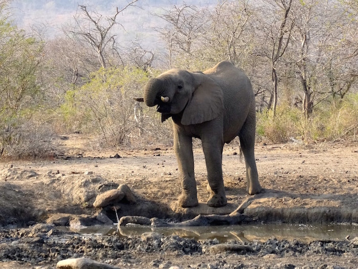 Elephant in South Africa