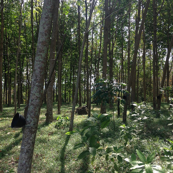 Rubber Plantations