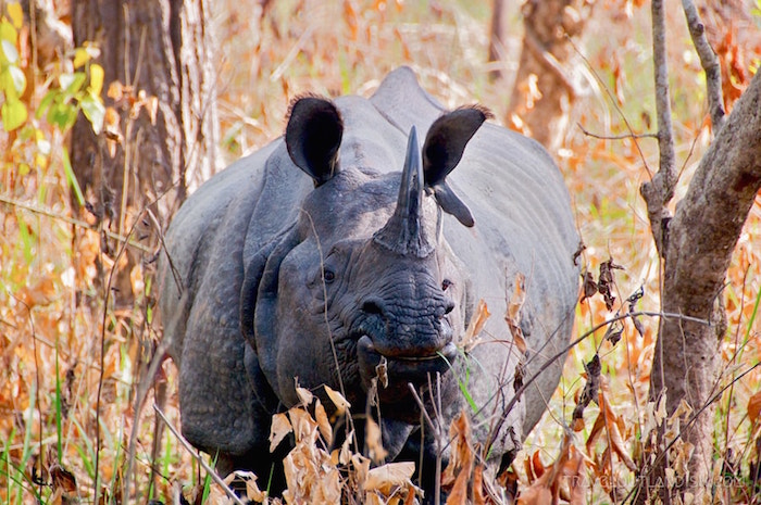 Rhino in Nepal