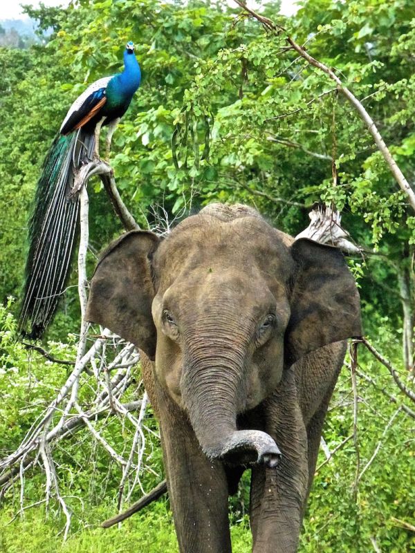Elephants in Sri Lanka