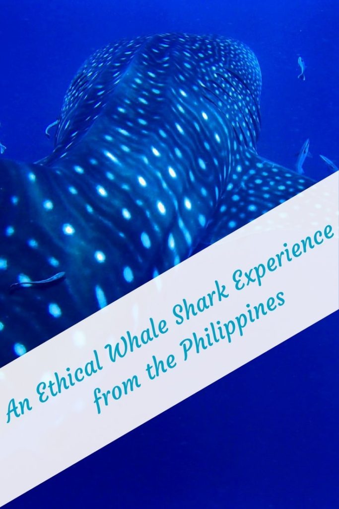 Swimming with Whale Sharks ethically in the Philipines