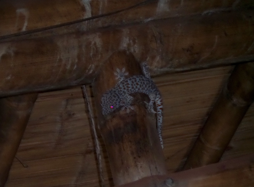 Gecko