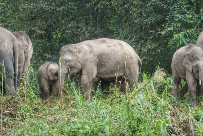 Borneo animal spotting