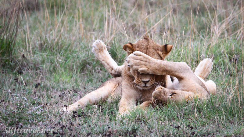 lionFBpeekaboo