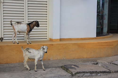 Goats